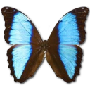 emoticon