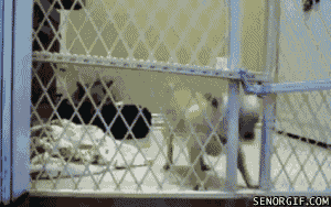 gif animation