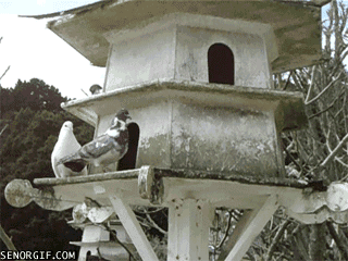 gif animation