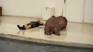 gif animation