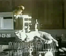 gif animation