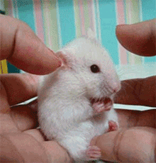 gif animation