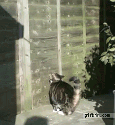 gif animation