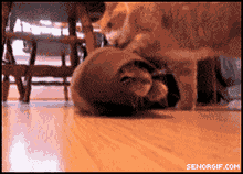 gif animation