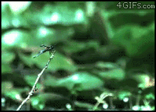 gif animation