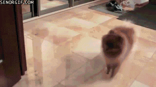 gif animation