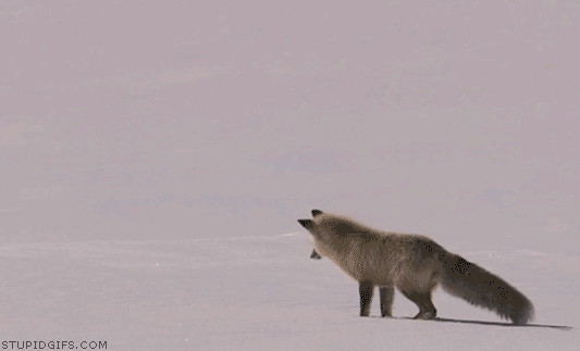 gif animation