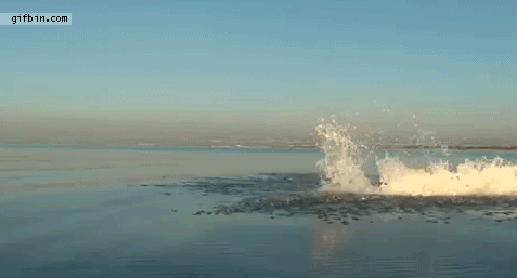 gif animation