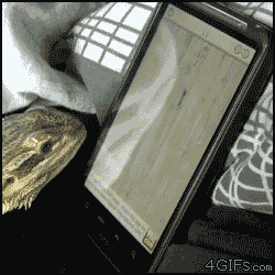 gif animation