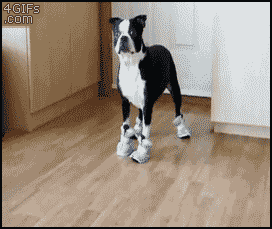 gif animation