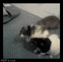 gif animation