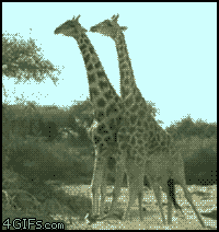 gif animation
