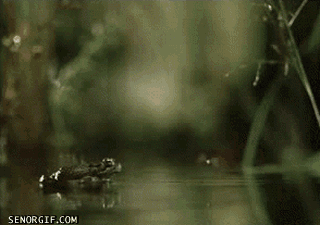 gif animation