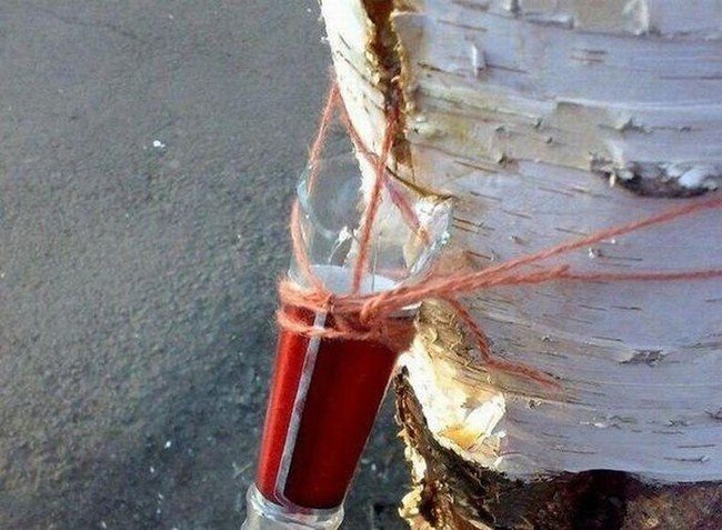 Extracting birch sap in Siberia