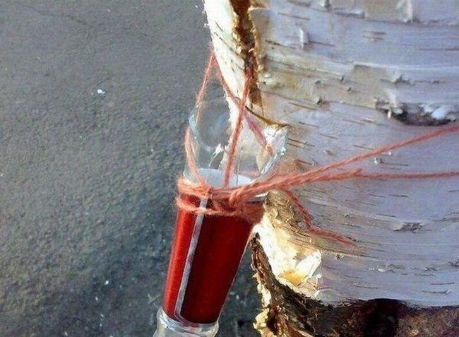 Extracting birch sap in Siberia