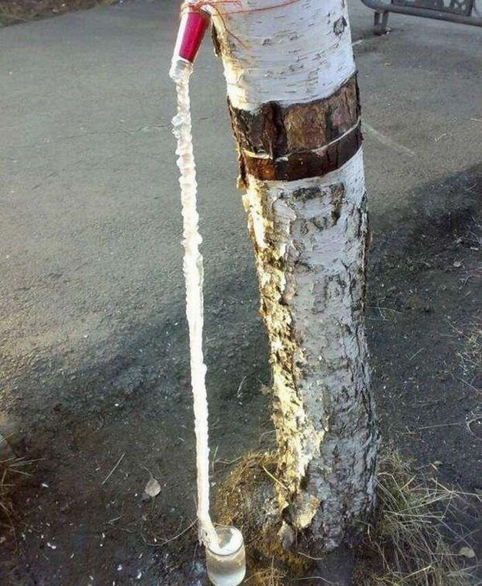 Extracting birch sap in Siberia