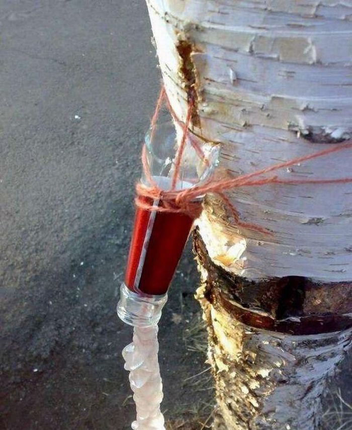 Extracting birch sap in Siberia