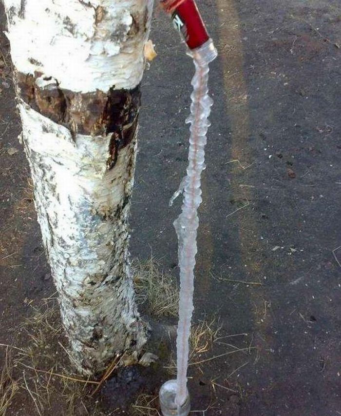 Extracting birch sap in Siberia