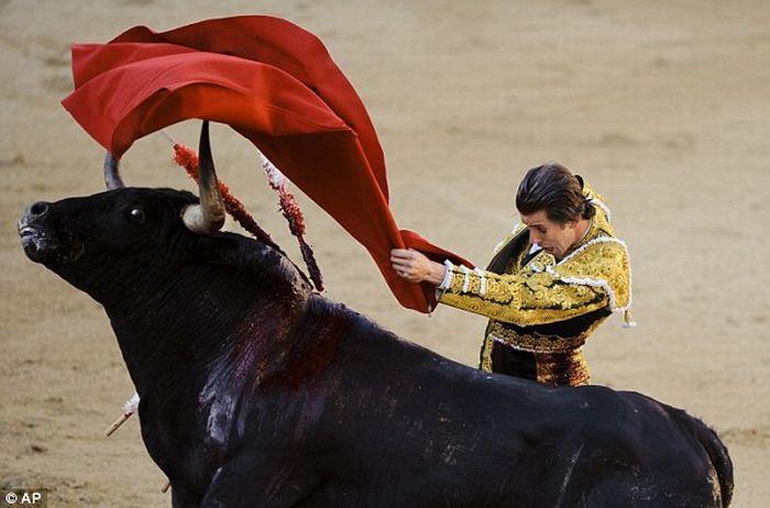 bull defeated matador