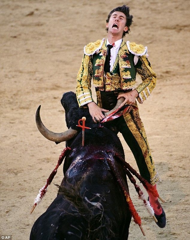 bull defeated matador