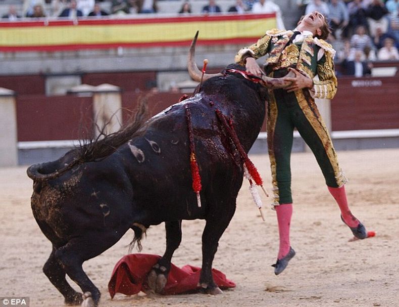 bull defeated matador