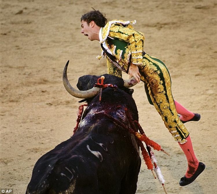 bull defeated matador