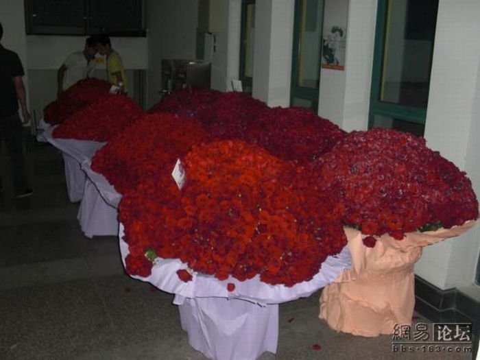 10000 roses for a girl