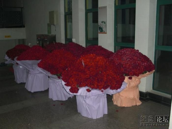 10000 roses for a girl