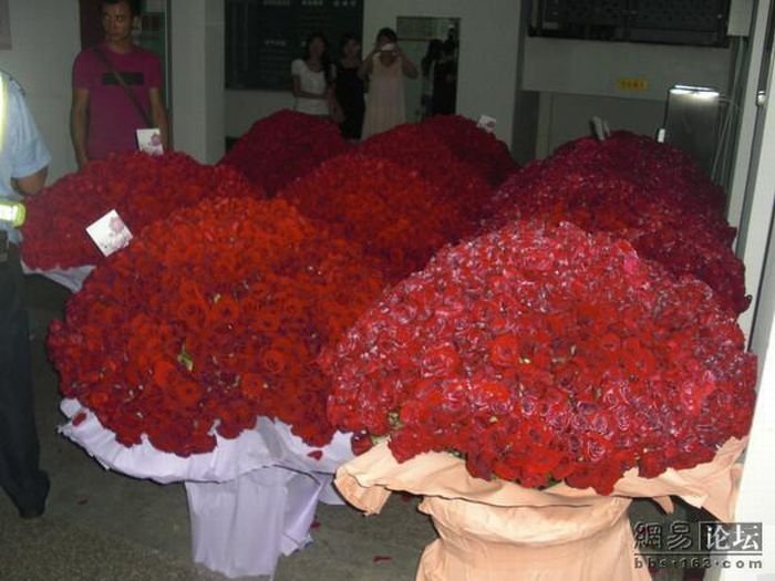 10000 roses for a girl