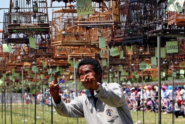Bird Singing Contest  2010 in Yala Province, Thailand