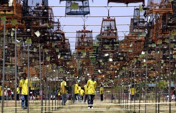 Bird Singing Contest  2010 in Yala Province, Thailand