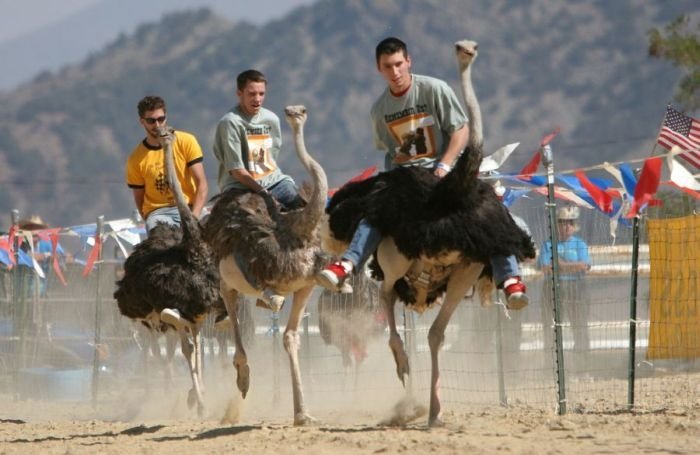 Ostrich festival, Chandler, Arizona