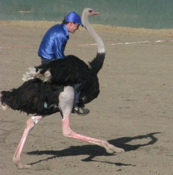 Ostrich festival, Chandler, Arizona