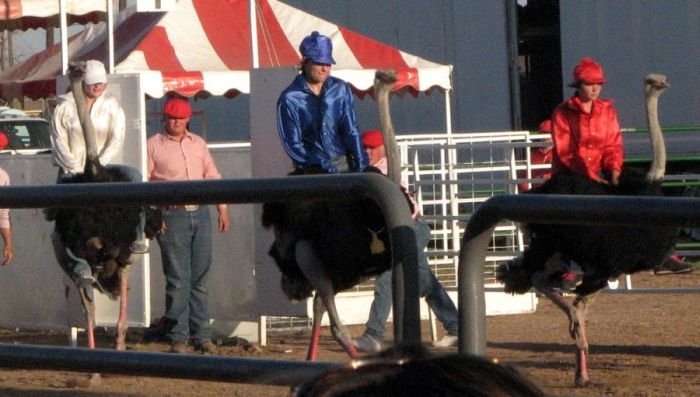 Ostrich festival, Chandler, Arizona