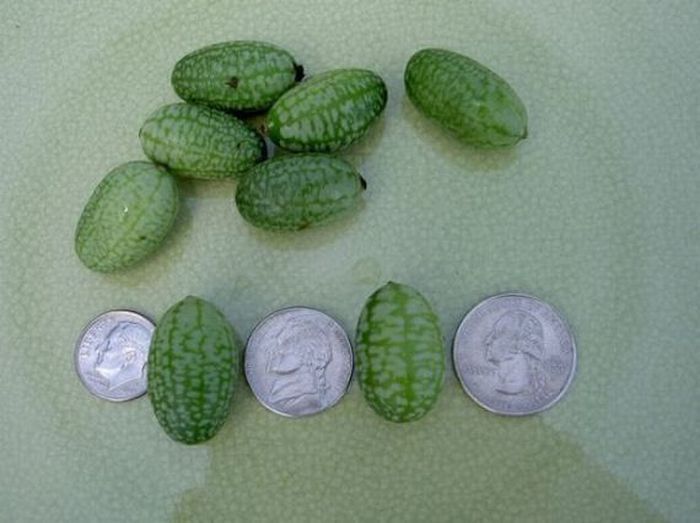 tiny watermelon