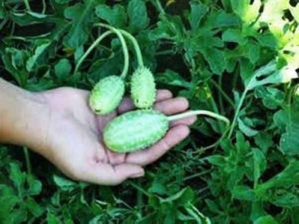 tiny watermelon