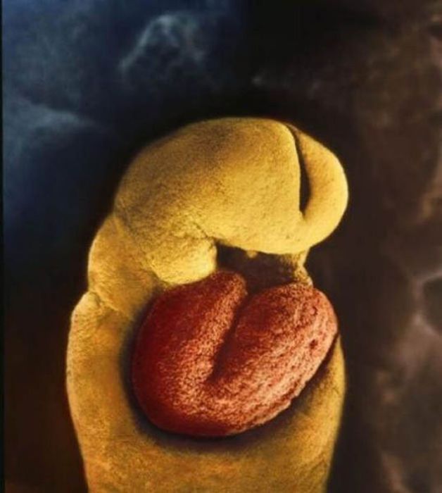 human embryogenesis, fertilization and fetus development