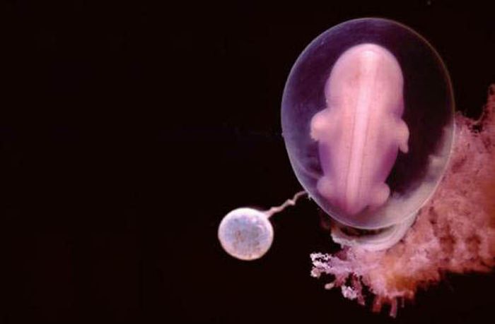 human embryogenesis, fertilization and fetus development