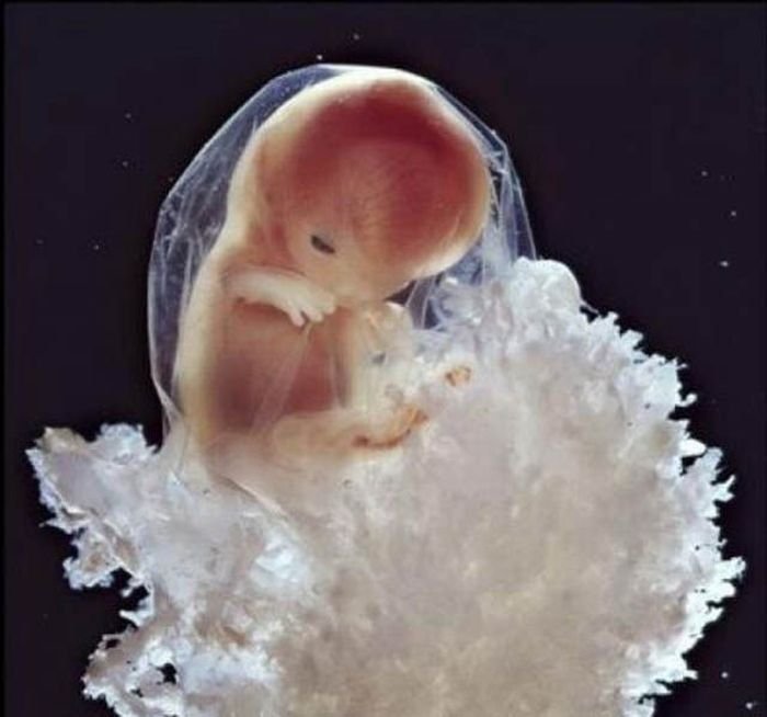 human embryogenesis, fertilization and fetus development