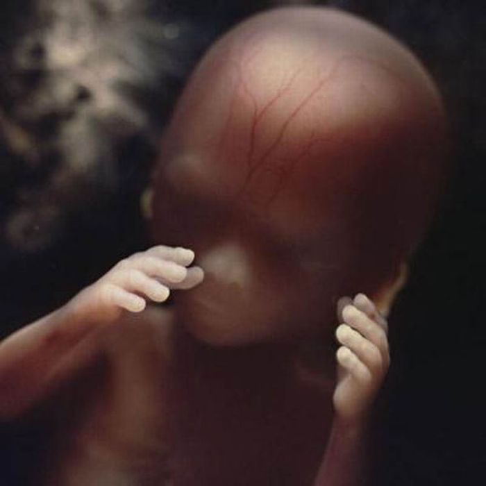 human embryogenesis, fertilization and fetus development