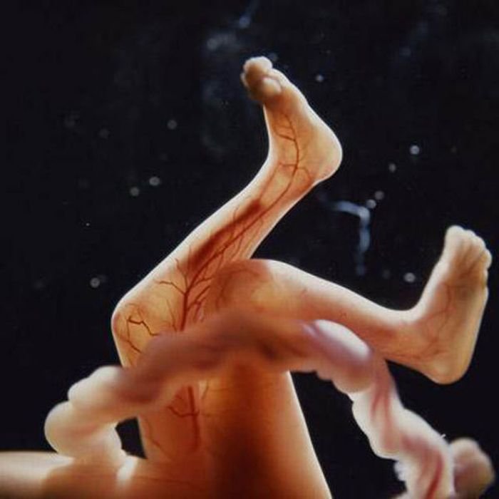 human embryogenesis, fertilization and fetus development