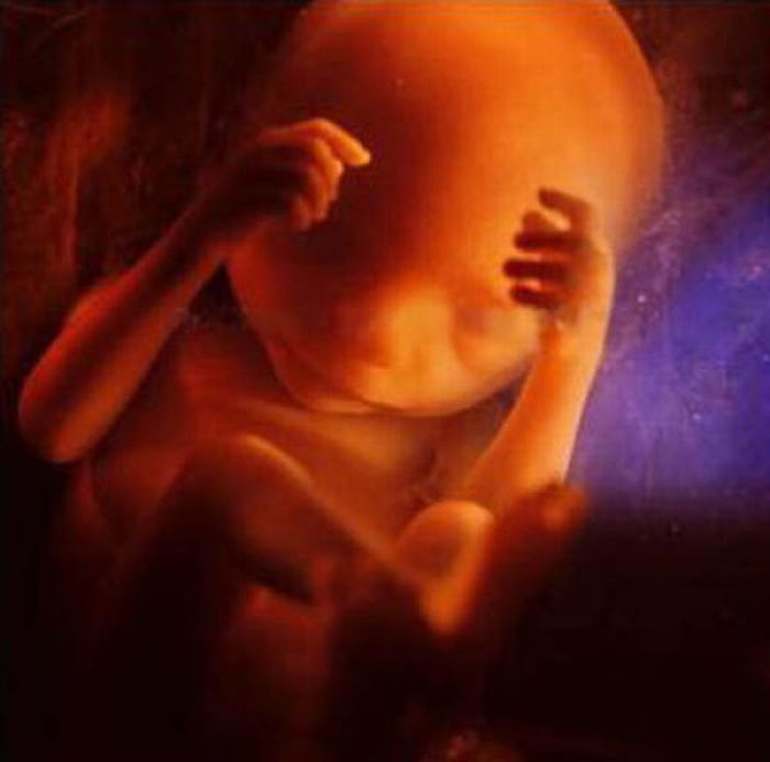 human embryogenesis, fertilization and fetus development