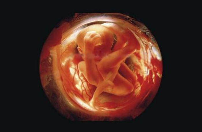 human embryogenesis, fertilization and fetus development