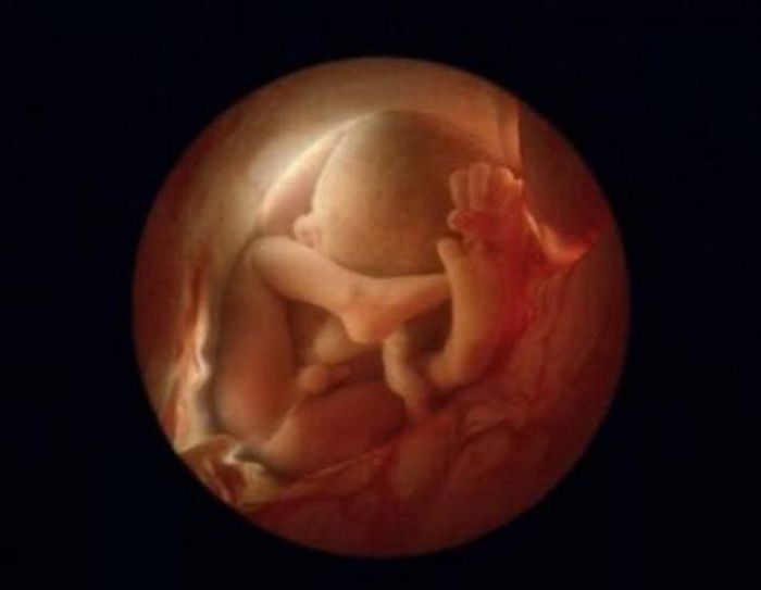 human embryogenesis, fertilization and fetus development