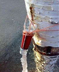 TopRq.com search results: Extracting birch sap in Siberia