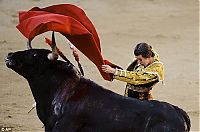 TopRq.com search results: bull defeated matador
