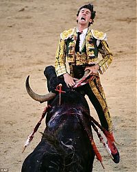 People & Humanity: bull defeated matador