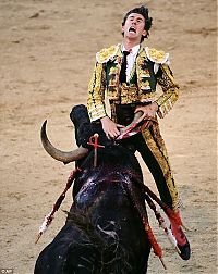 TopRq.com search results: bull defeated matador