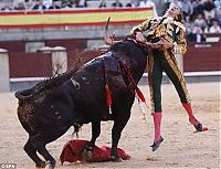 People & Humanity: bull defeated matador