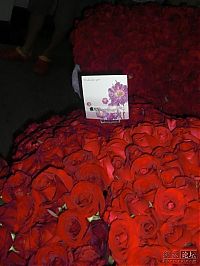 People & Humanity: 10000 roses for a girl